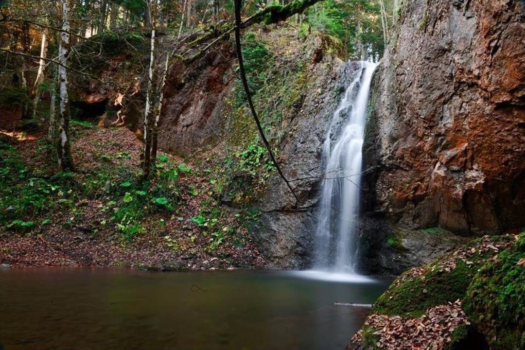 Zonguldak Ormanlarında Renk C&uuml;mb&uuml;ş&uuml;