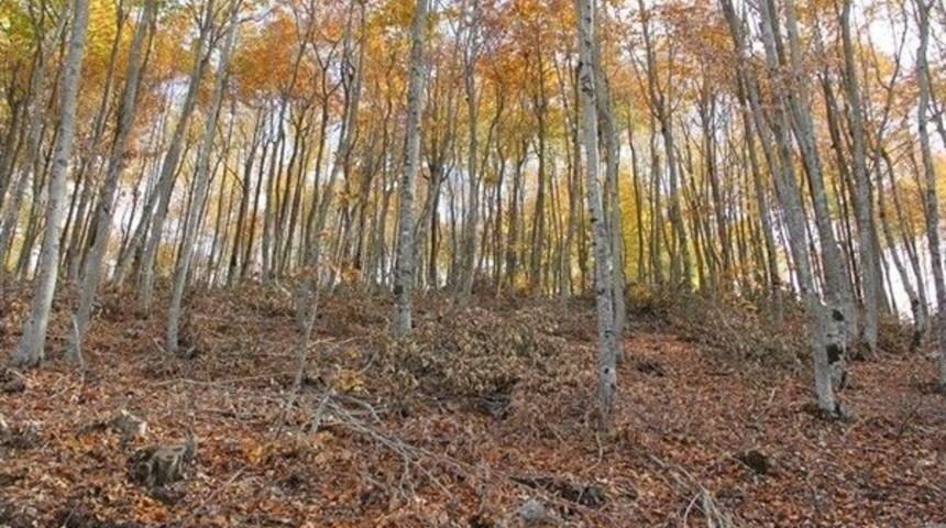 Osmaniye&rsquo;de Meşe Ve Kayın Ormanları Bakıma Alındı