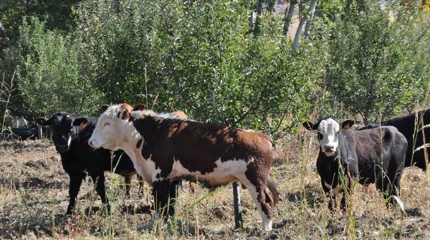 Kendi İmkanıyla Angus Çiftliği Kurdu