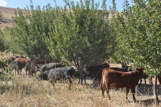 Kendi İmkanıyla Angus Çiftliği Kurdu