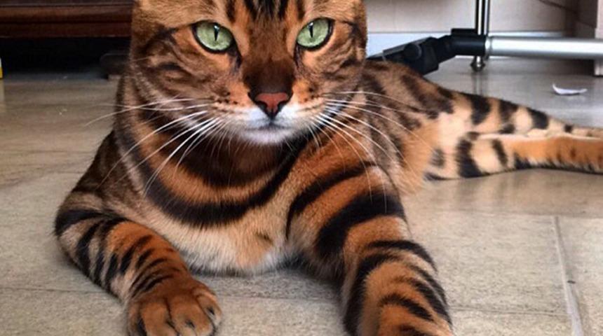 D&uuml;nyanın En G&uuml;zel 10 Kedisi