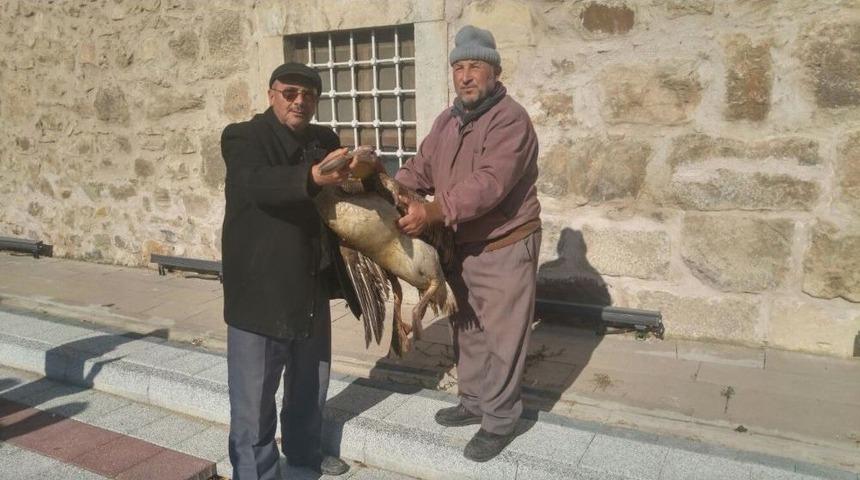 &Ccedil;iftlik Yakınına D&uuml;şen Yaralı Pelikan Son Anda Kurtarıldı
