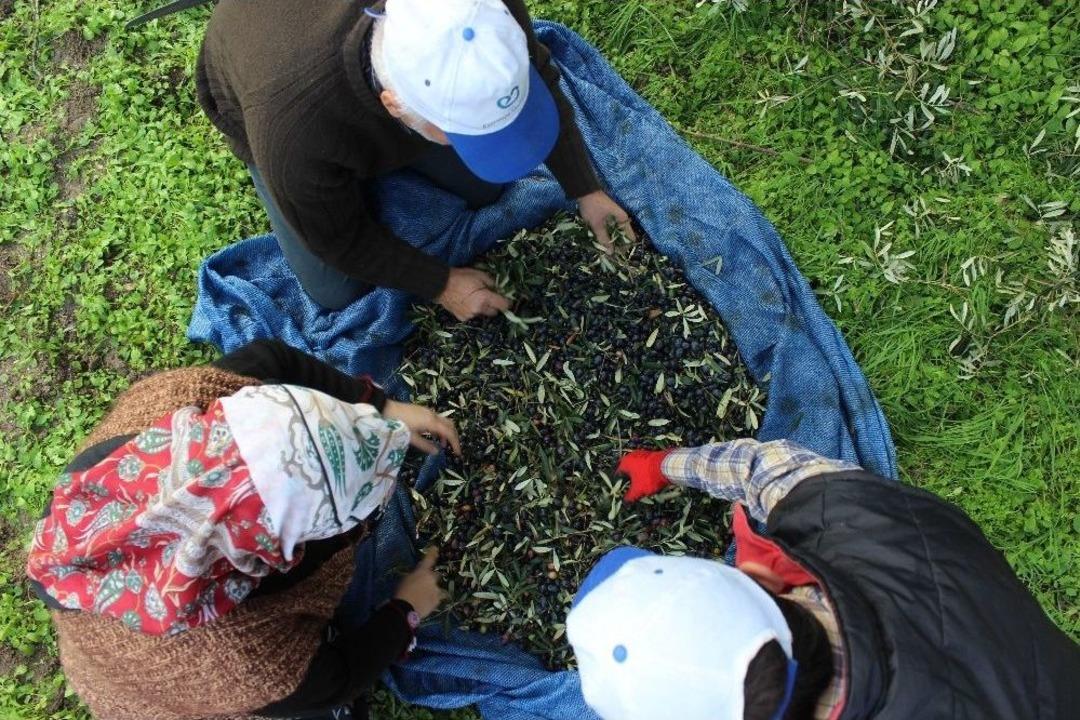 Sezonu 11 Lira 75 Kuruştan A&ccedil;an Zeytin &Ccedil;ift&ccedil;iyi G&uuml;ld&uuml;rd&uuml;