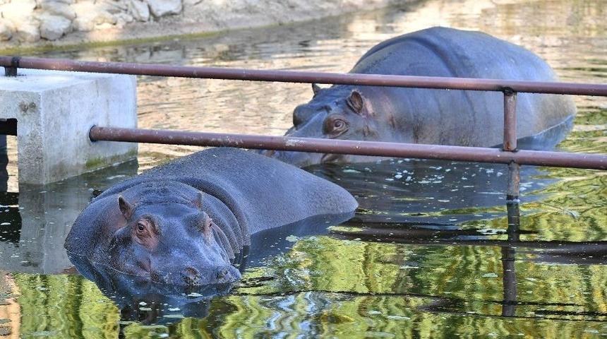 Parkın Ağır Abileri Su Aygırları İlgi Odağı Oldu