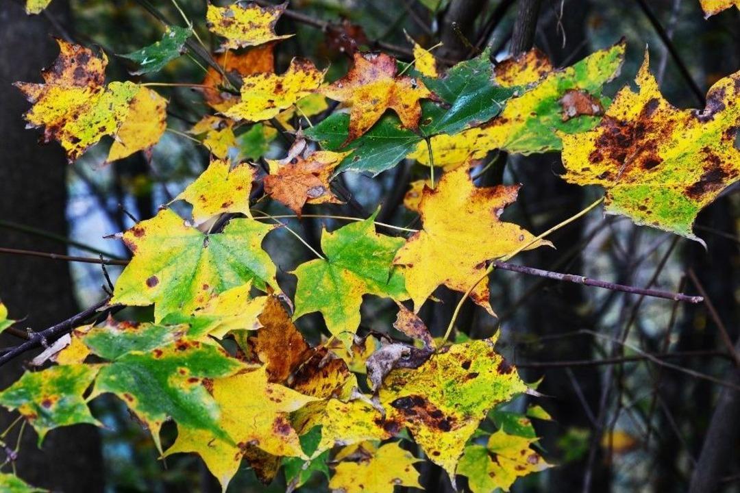 Ordu&rsquo;dan Kartpostallık G&ouml;r&uuml;nt&uuml;ler