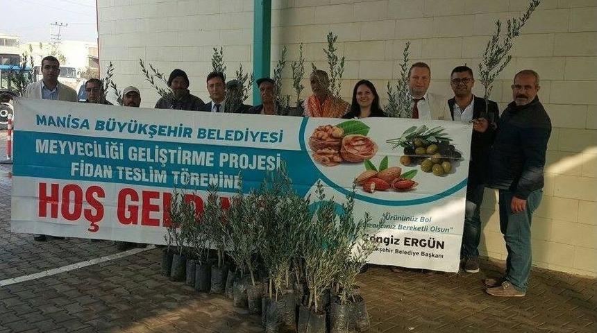 B&uuml;y&uuml;kşehirden &Uuml;reticiye 122 Bin 500 Adet Zeytin Fidanı Desteği