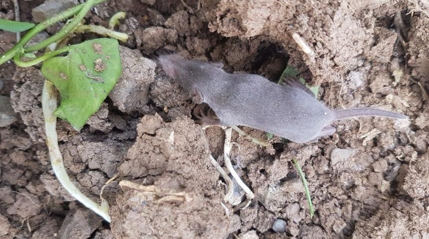 Esrarengiz Canlının Cinsi Tespit Edildi