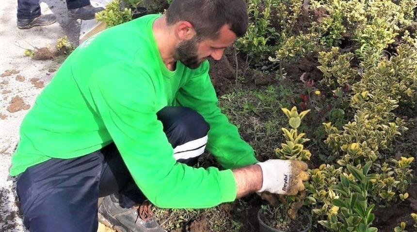 Başiskele Bahara Hazır