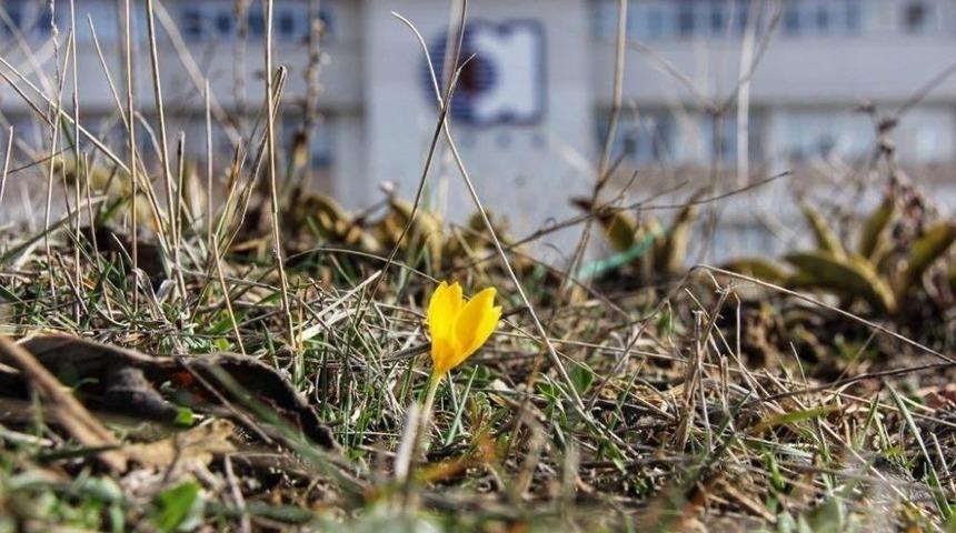 Baharın Müjdecisi Ankara Çiğdemleri Açtı