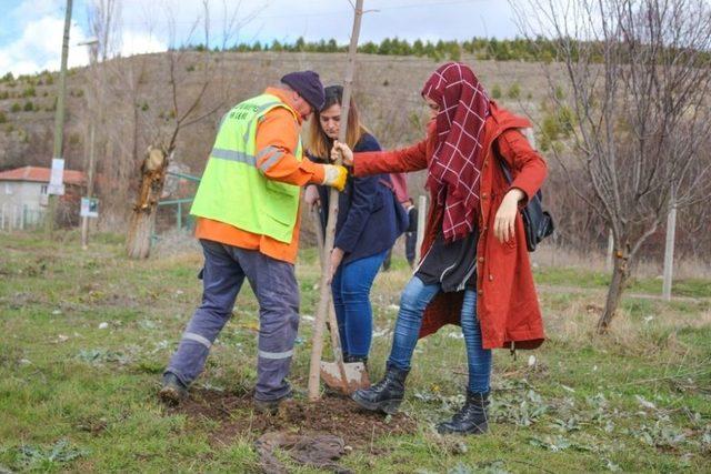 Yeni Dodurga Mesire Alanında 100 Fidan Toprakla Buluştu