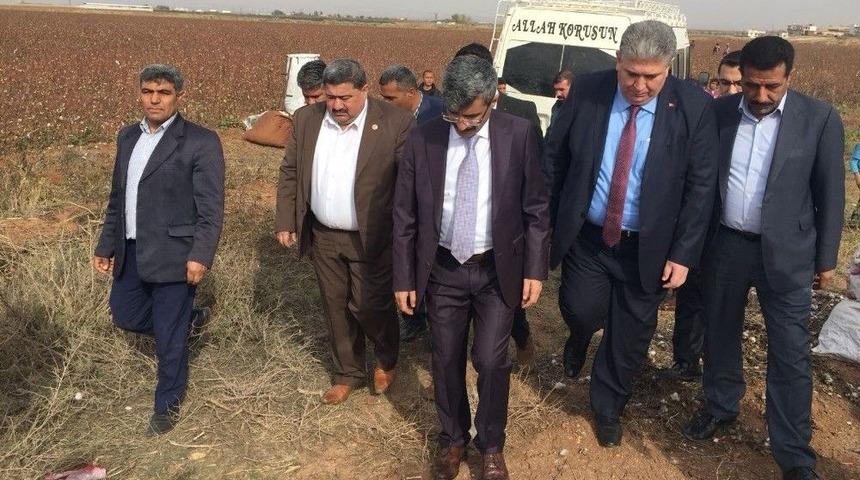 Sgk Başkanı Pamuk Tarlasında &Ccedil;ocuk İş&ccedil;i Aradı