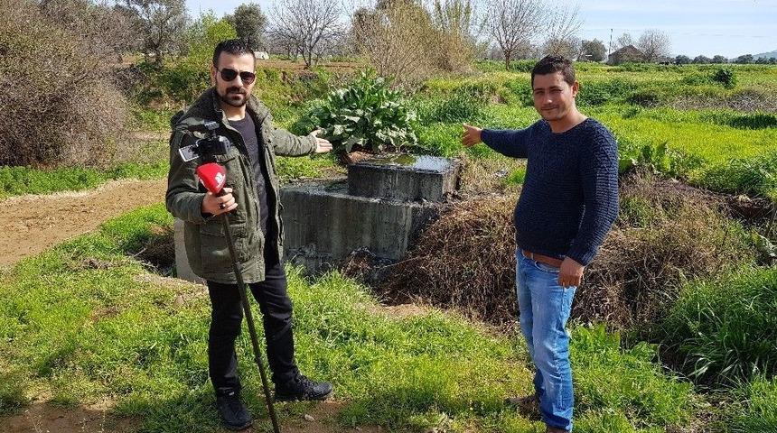 İnekler, Gazeteciyi Korkuttu