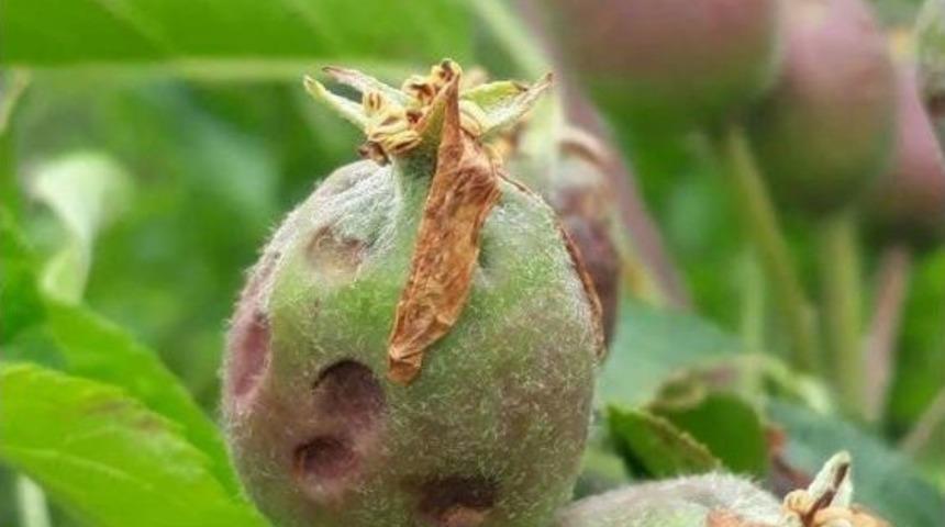 Isparta&rsquo;da Meyve Bah&ccedil;elerini Dolu Vurdu