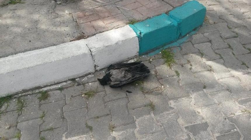 Elektrik Akımına Kapılan Karga, Mahalleyi Elektriksiz Bıraktı