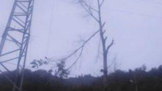 Budamak İçin Çıktığı Ağaçta Elektrik Akımına Kapıldı