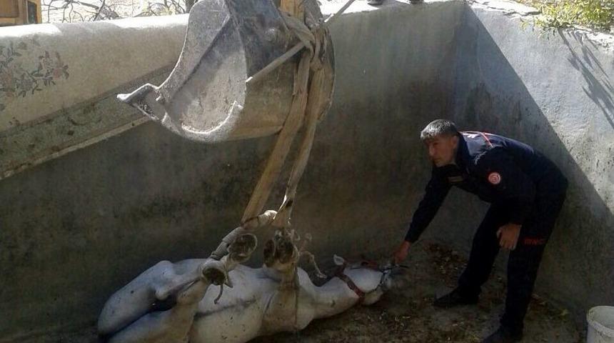 Derik&rsquo;te Boş Sulama Havuzuna D&uuml;şen At, Uzun Uğraşlar Sonucu Kurtarıldı