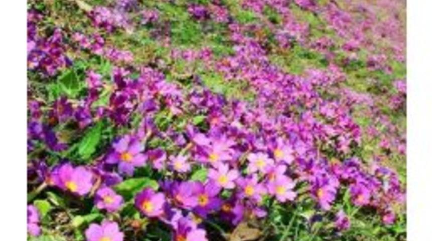 Doğu Karadeniz&rsquo;deki Fındık Bah&ccedil;eleri Rengarenk