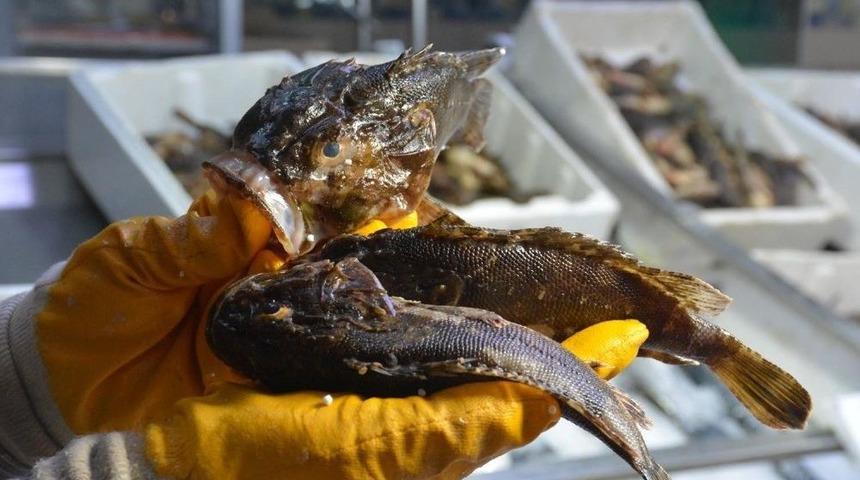 Dışı Zehirli, İçi Lezzetli Balık