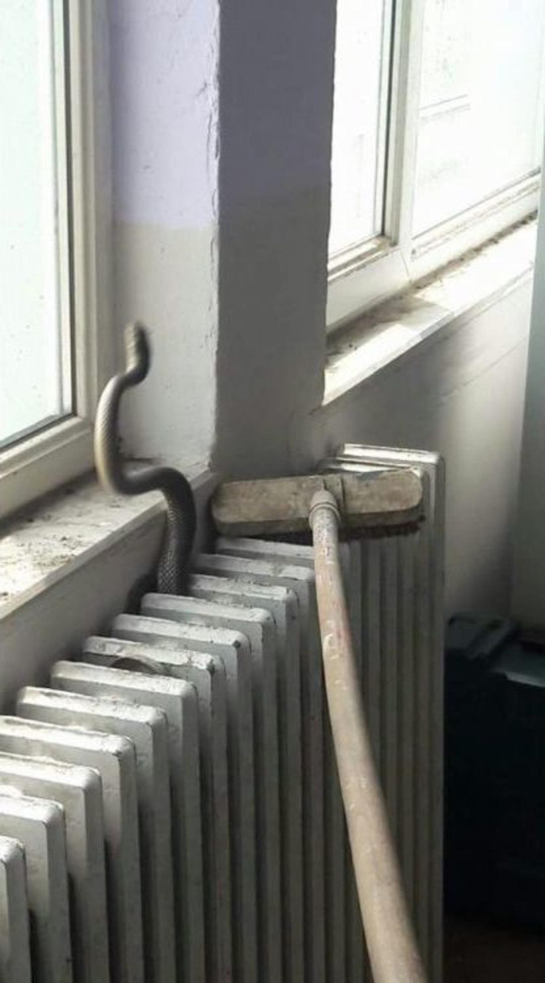 (&ouml;zel Haber) Yılan Paniği Okulu Boşalttırdı