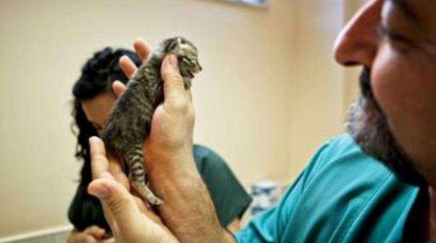 Maltepe&rsquo;de D&ouml;rt Ayda 3 Bin 454 Sokak Hayvanı Tedavi Edildi