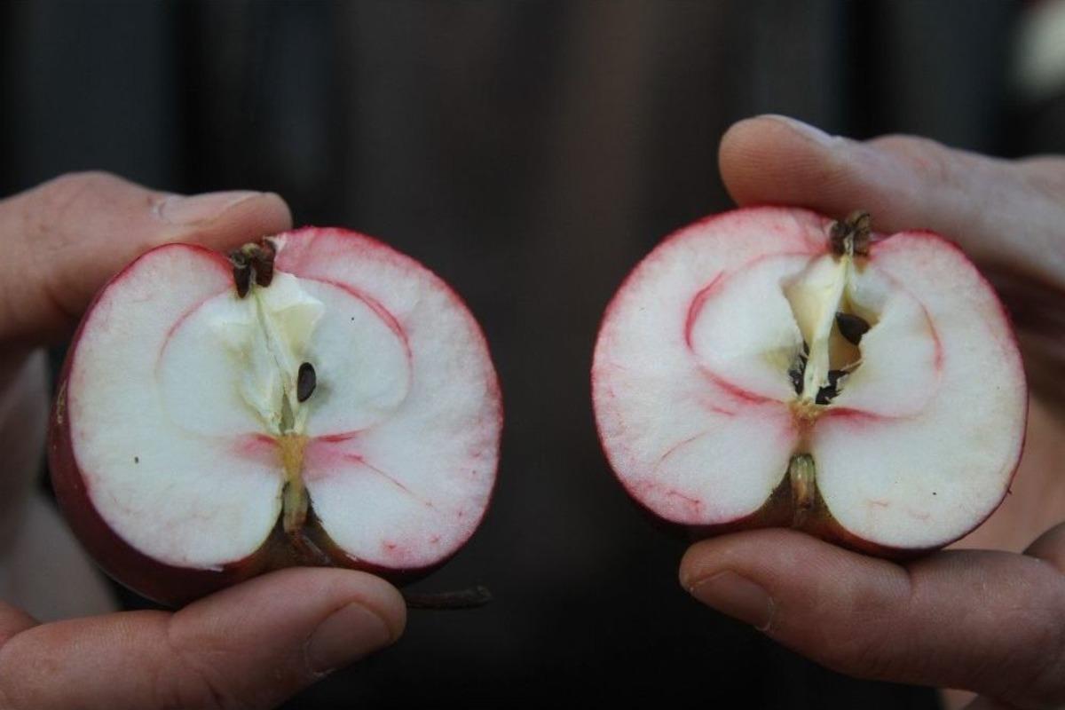Ardahan&rsquo;ın İ&ccedil;i De Dışı Da Kırmızı Elması Tescillenecek