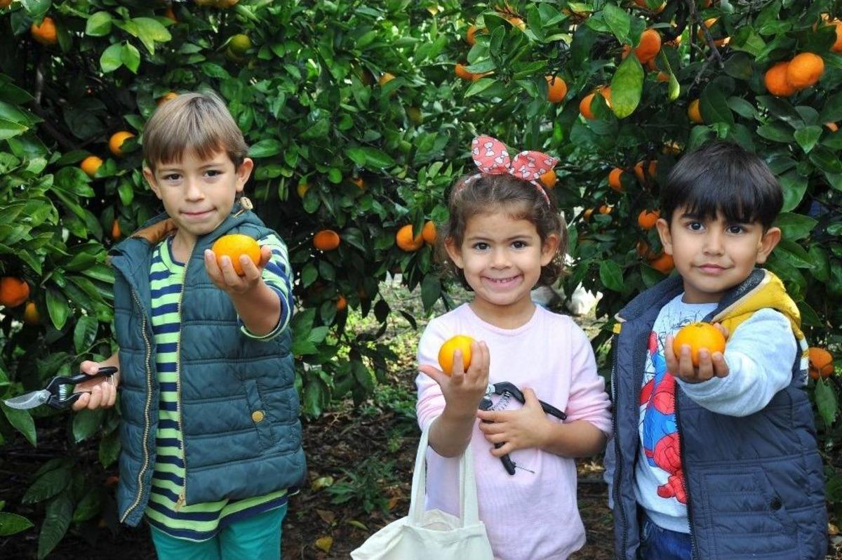 Mandalinanın İlk Hasadı &Ccedil;ocuklardan