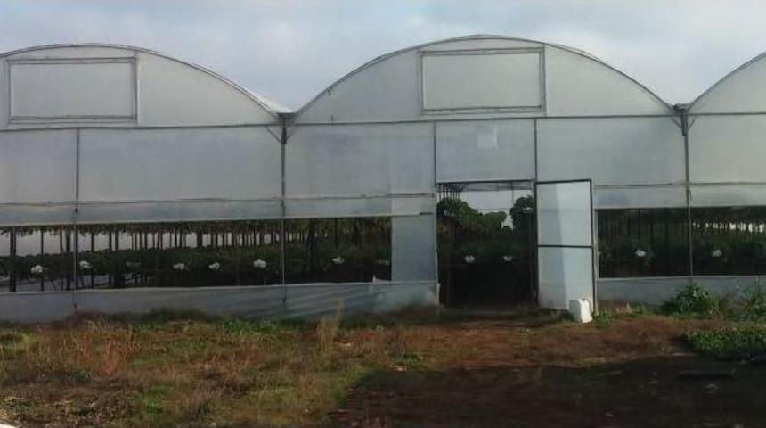 Tarım Yetkilileri Seraları Gezdi