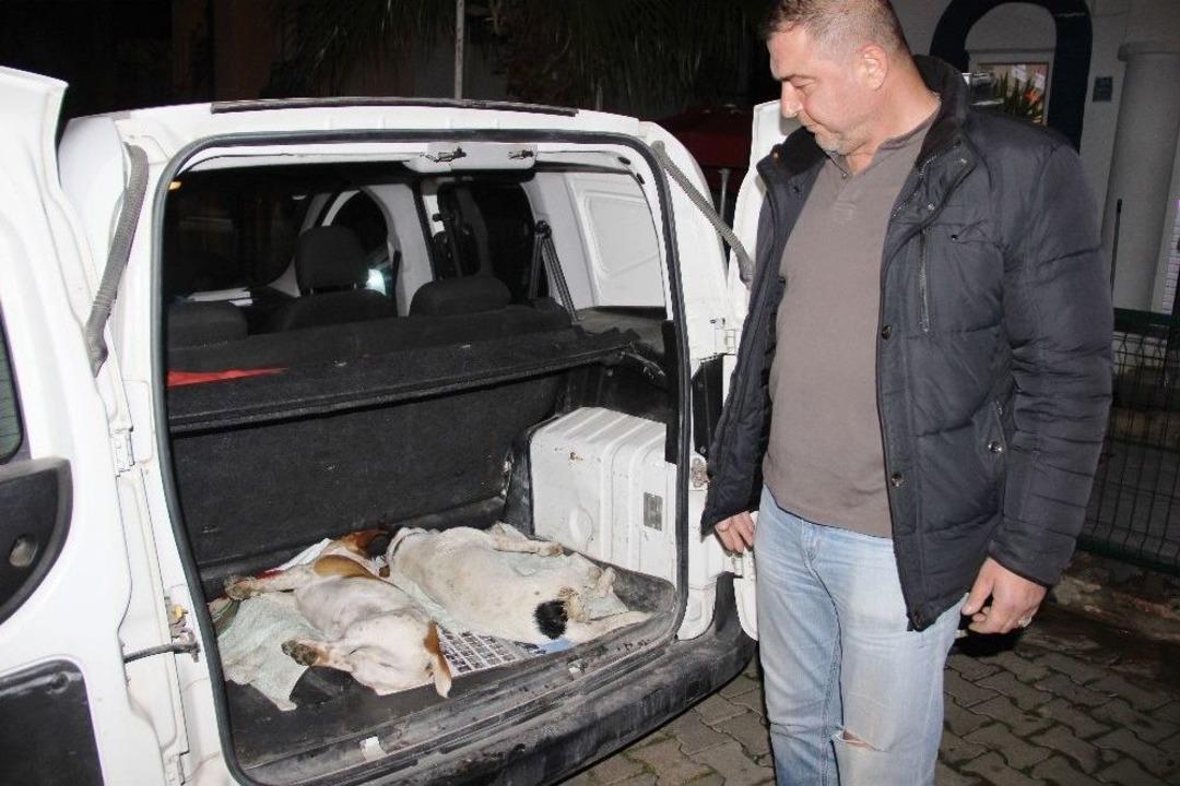 Bodrum&rsquo;da K&ouml;pek Katliamı
