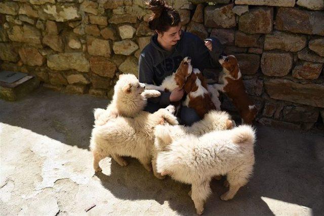 Gümrük Kaçağı Yavru Köpekler İhaleye Çıkarıldı