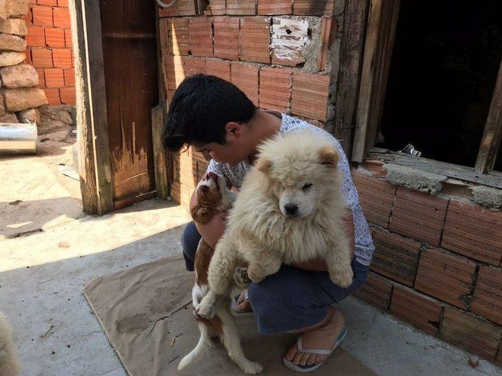 Gümrük Kaçağı Yavru Köpekler İhaleye Çıkarıldı G2