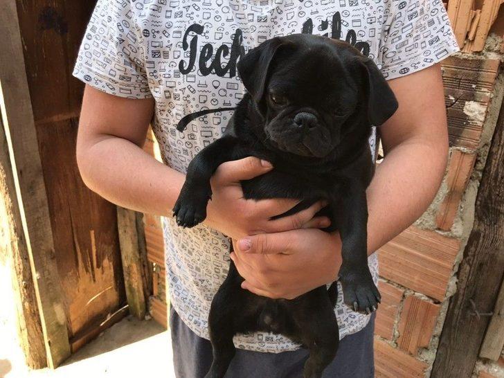 Gümrük Kaçağı Yavru Köpekler İhaleye Çıkarıldı G3