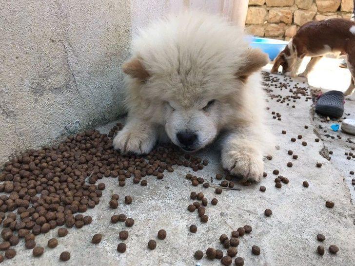 Gümrük Kaçağı Yavru Köpekler İhaleye Çıkarıldı G5