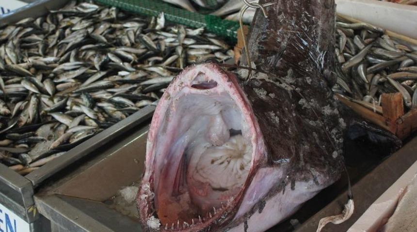 (&ouml;zel) Marmara&rsquo;dan &Ccedil;ıkan Dev Fener Balığı Balık&ccedil;ıları Hem Şaşırttı Hem Korkuttu