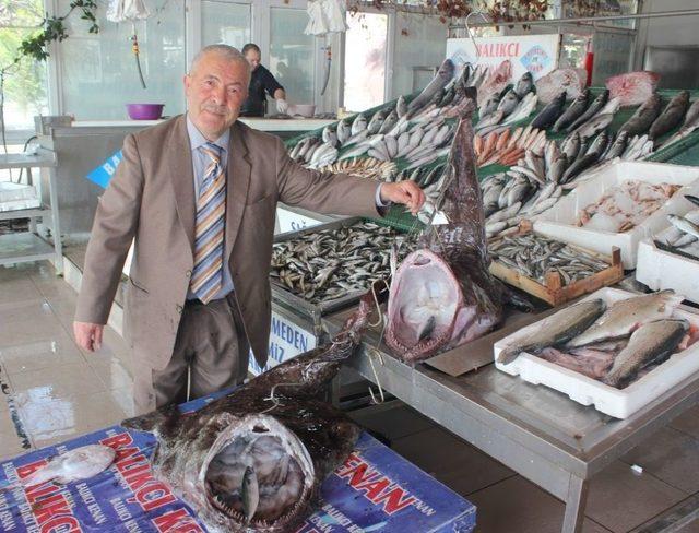 (özel) Marmara’dan Çıkan Dev Fener Balığı Balıkçıları Hem Şaşırttı Hem Korkuttu