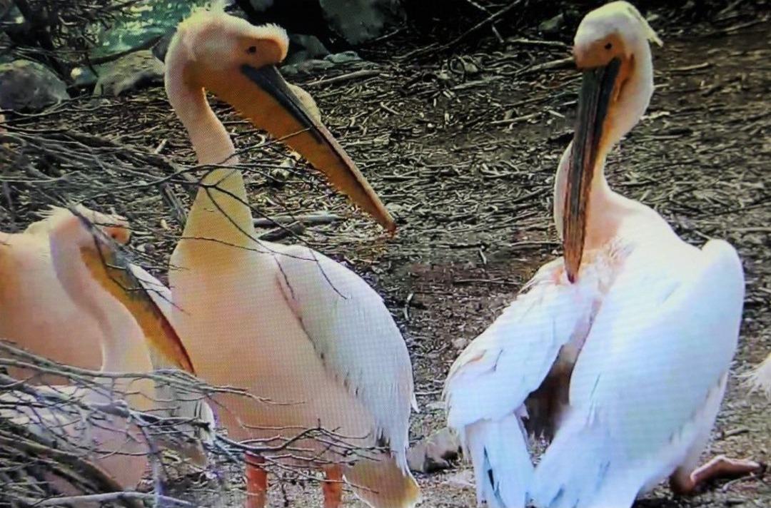 Pelikanlar Amasya&rsquo;ya Erken Geldi