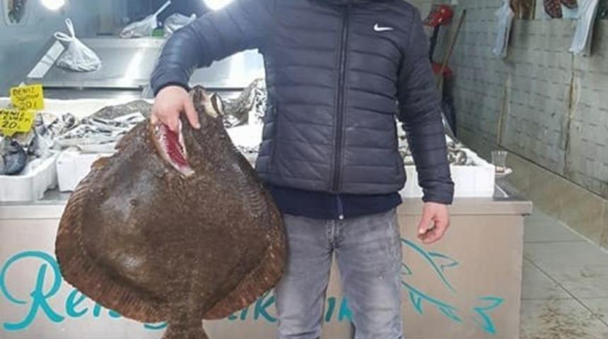 Dev Kalkan Balığı Bin Tl&rsquo;ye Satıldı