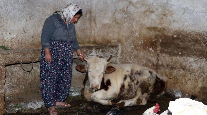 Gaziantep&rsquo;te 20 G&uuml;nde Onlarca Hayvan Telef Oldu