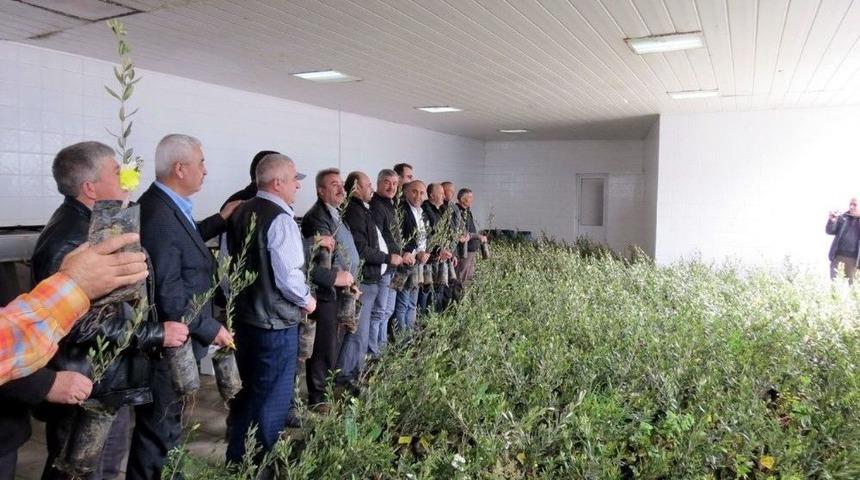 Marmarabirlik 7 Bin Zeytin Fidanı Dağıttı