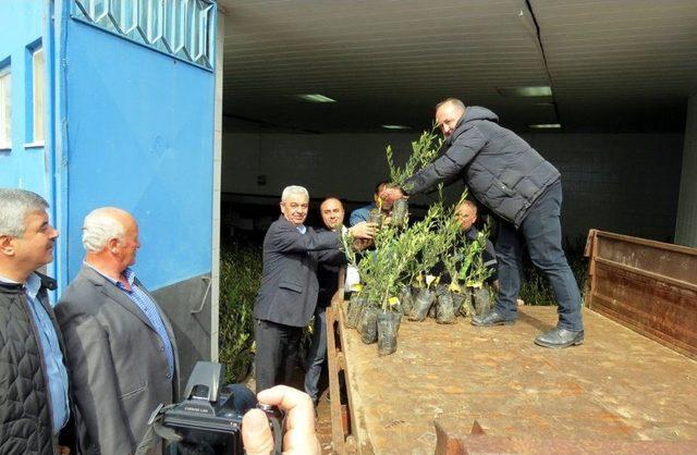 Marmarabirlik 7 Bin Zeytin Fidanı Dağıttı