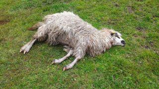 Tokat’ta Sürüye Saldıran Kurt, 25 Koyunu Telef Etti