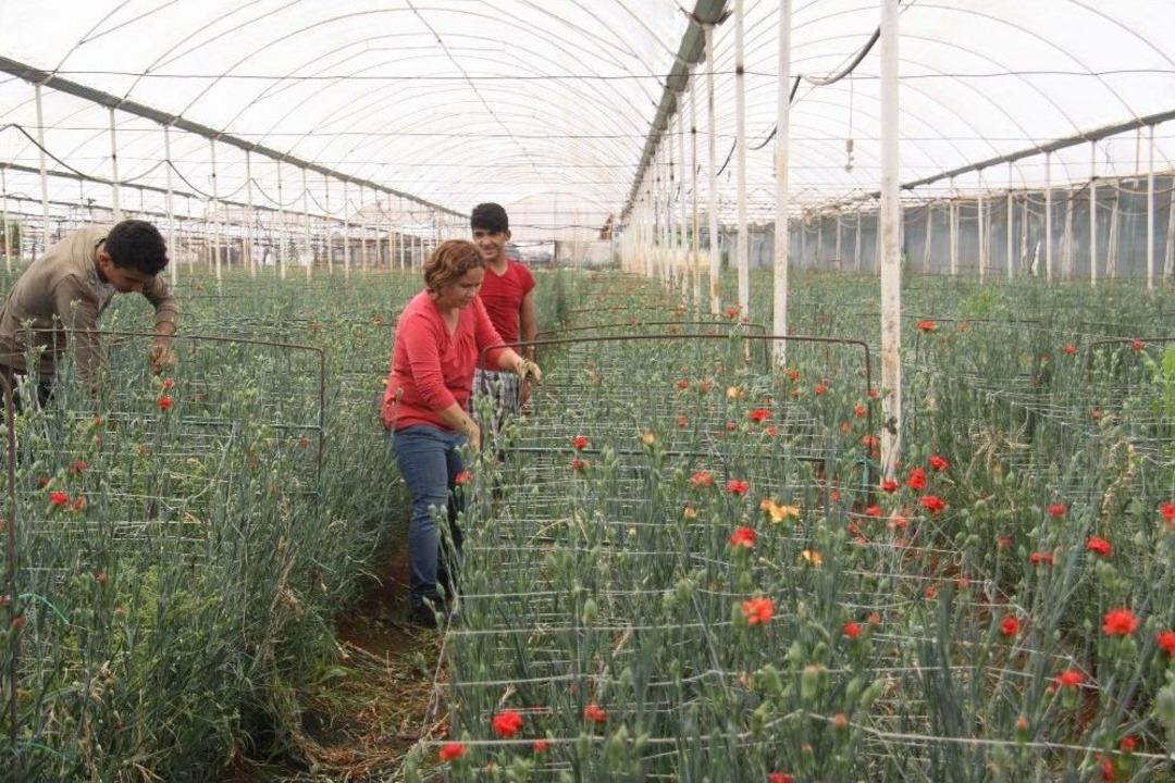 Kesme &Ccedil;i&ccedil;eğe Sıcak Hava Darbesi