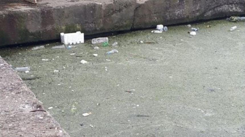 Ak&ccedil;akoca Balık&ccedil;ı Barınağında Kirlilik