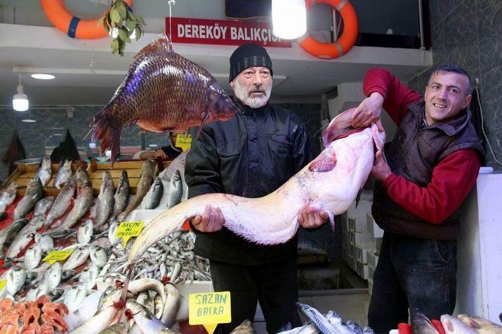 10,5 Kiloluk Sazan Ve 65 Kiloluk Yayın Balığı Görenleri Şaşırttı G1