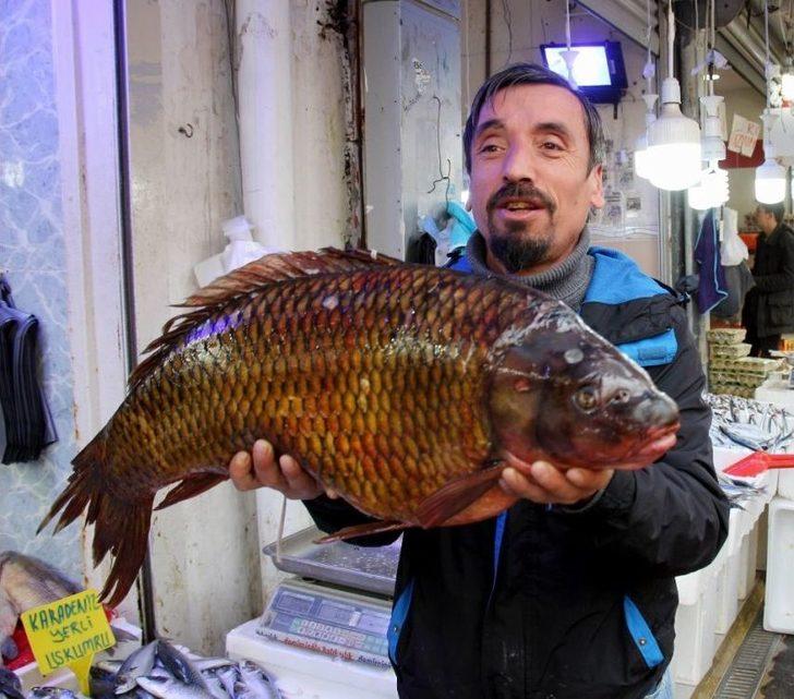 10,5 Kiloluk Sazan Ve 65 Kiloluk Yayın Balığı Görenleri Şaşırttı G2