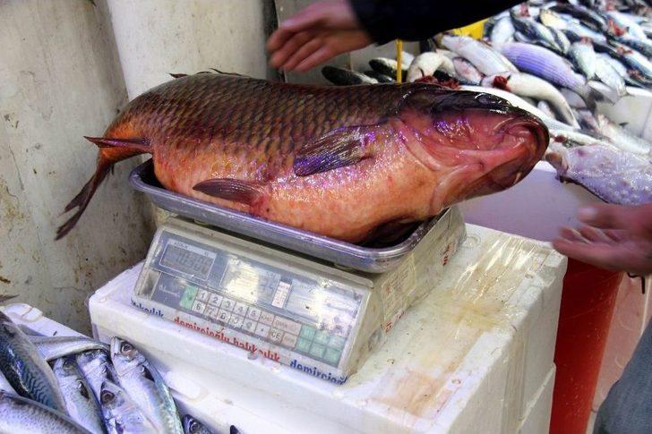 10,5 Kiloluk Sazan Ve 65 Kiloluk Yayın Balığı Görenleri Şaşırttı G3