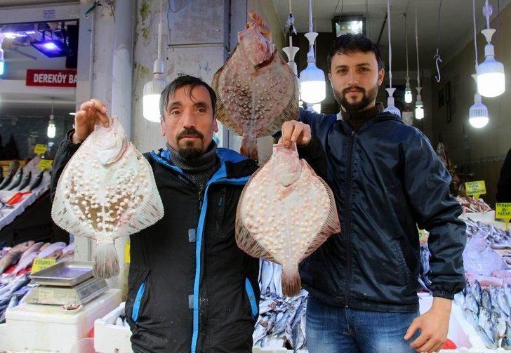 10,5 Kiloluk Sazan Ve 65 Kiloluk Yayın Balığı Görenleri Şaşırttı G4