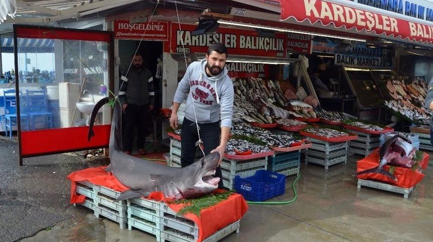 Silivri A&ccedil;ıklarında Camg&ouml;z Cinsi K&ouml;pek Balığı Yakalandı