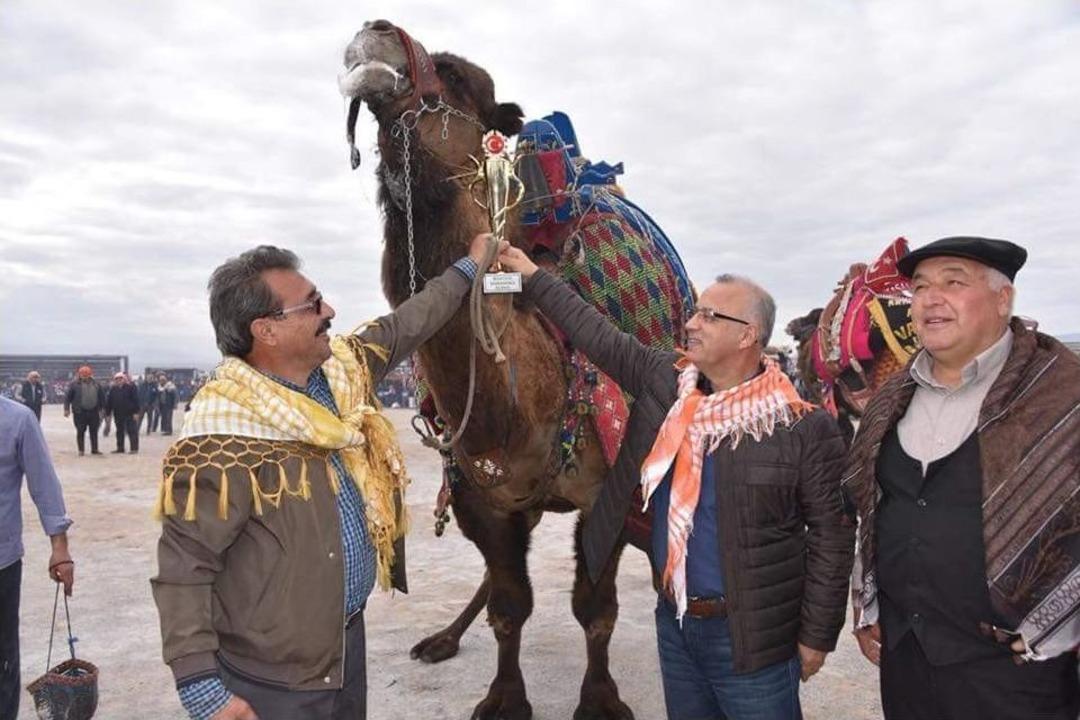 G&uuml;reş&ccedil;i Develer, Manisa&rsquo;da G&uuml;reşti