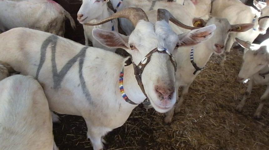 Balıkesir&rsquo;de 2 Ke&ccedil;i İle &Ccedil;obanlığa Başlayan Muhtar Binlerce Ke&ccedil;i Ve Oğlak Yetiştirdi