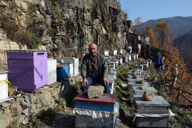 Arı Kovanlarını Ayılardan Korumak İçin Kayalıklara Taşıdı 1